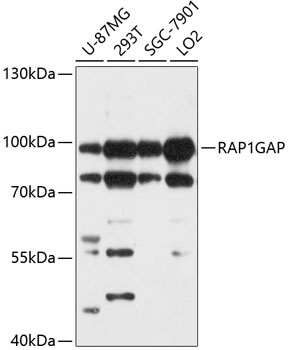 RAP1GAP Antibody