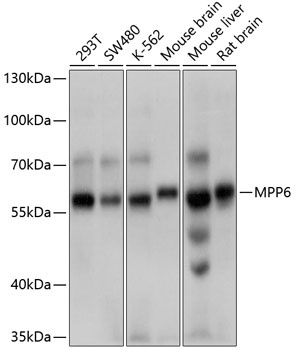 MPP6 Antibody