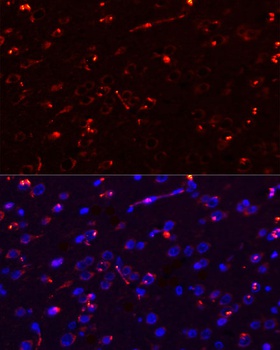 MEGF10 Antibody