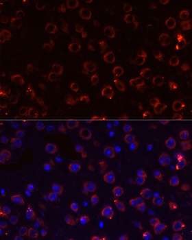 MEGF10 Antibody