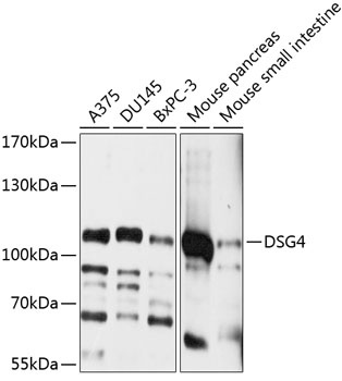 DSG4 Antibody