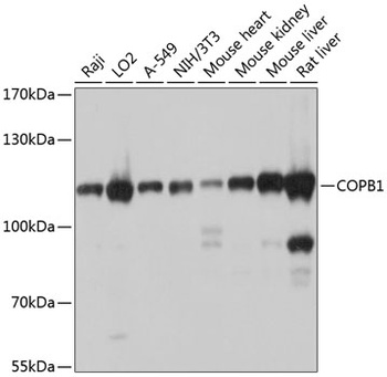 COPB1 Antibody