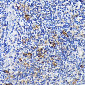 TREM2 Antibody