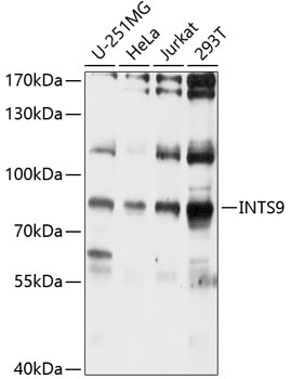 INTS9 Antibody