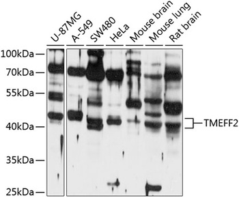 TMEFF2 Antibody