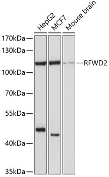 RFWD2 Antibody