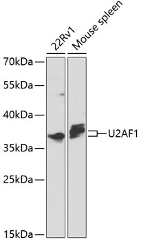 U2AF1 Antibody