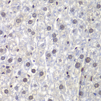 U2AF1 Antibody