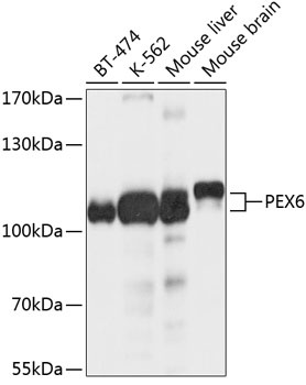 PEX6 Antibody