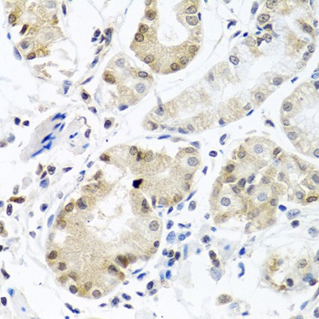 PCBP1 Antibody