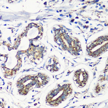 MMP16 Antibody