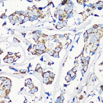 MMP16 Antibody