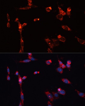 MMP16 Antibody