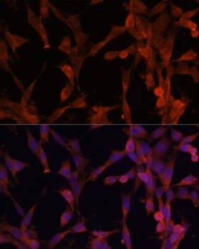 UBE2G2 Antibody