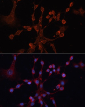 GNA14 Antibody