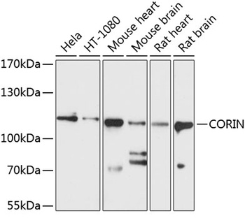 CORIN Antibody
