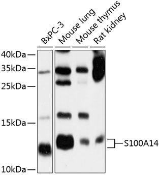 S100A14 Antibody