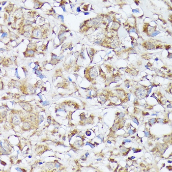 MTHFD2 Antibody