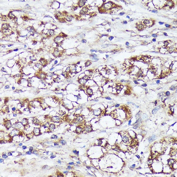 MTHFD2 Antibody