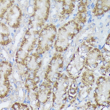 MTHFD2 Antibody