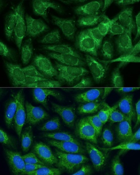 MTHFD2 Antibody