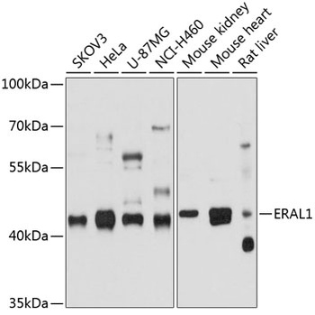 ERAL1 Antibody
