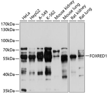 FOXRED1 Antibody