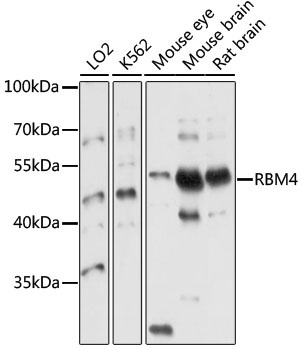 RBM4 Antibody