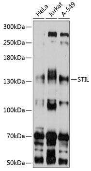 STIL Antibody