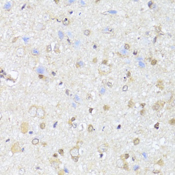 EGLN1/EGLN2 Antibody