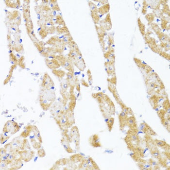 EGLN1/EGLN2 Antibody