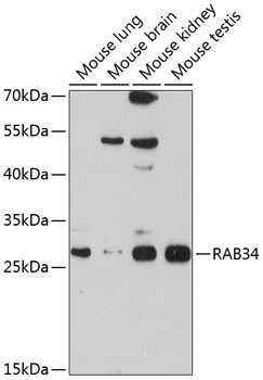 RAB34 Antibody