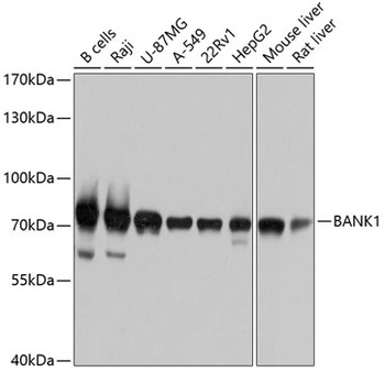 BANK1 Antibody