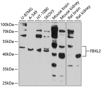 FBXL2 Antibody