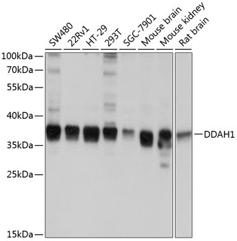 DDAH1 Antibody