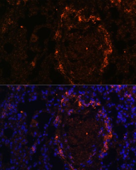 BTN3A1 Antibody