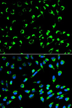 SFN Antibody