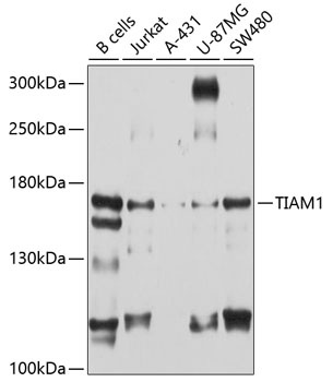 TIAM1 Antibody