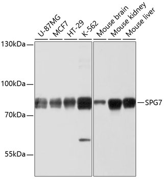 SPG7 Antibody