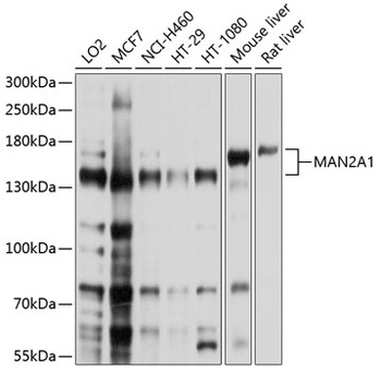 MAN2A1 Antibody
