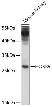 HOXB9 Antibody