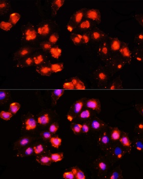 HOXB9 Antibody