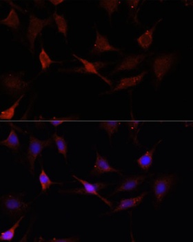 GPER1 Antibody