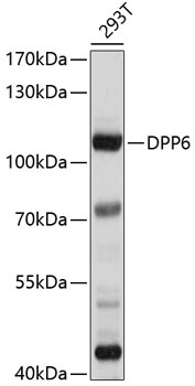 DPP6 Antibody