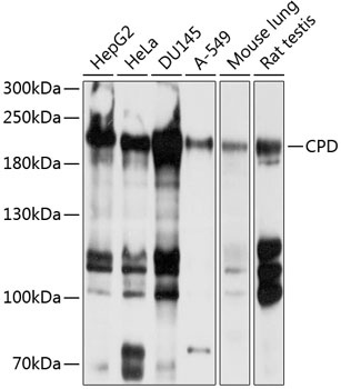 CPD Antibody