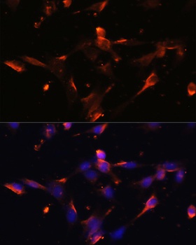 CLDN5 Antibody