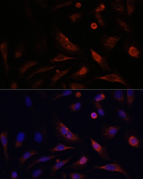 CLDN5 Antibody