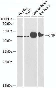 CNP Antibody