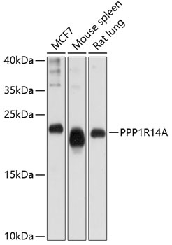 PPP1R14A Antibody