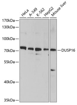 DUSP16 Antibody